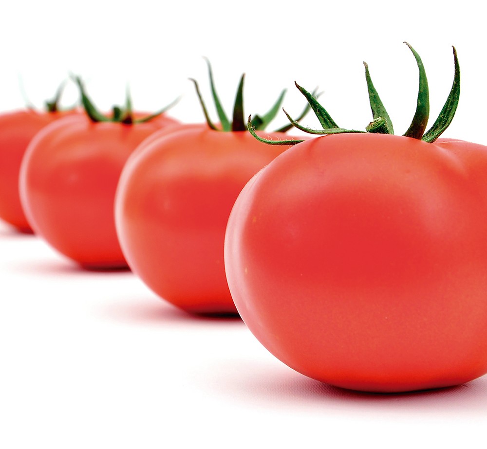 Seminis propone una terna brillante en tomate con Bateyo, Ventero y Laujar