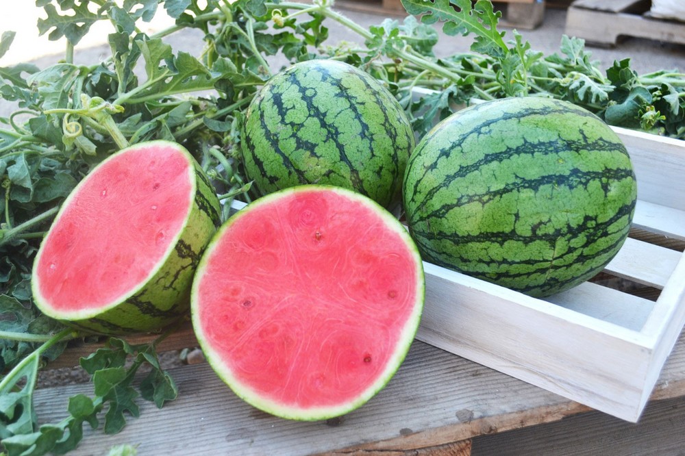 Intersemillas presenta su campaña de primavera con productos frescos y de calidad a la medida de los agricultores locales