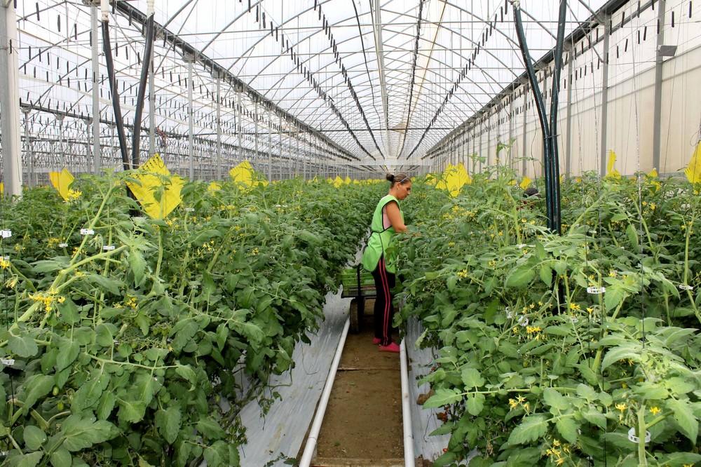 El Gobierno aprueba el Plan de Seguros Agrarios Combinados para 2021 con un crecimiento presupuestario del 19 %