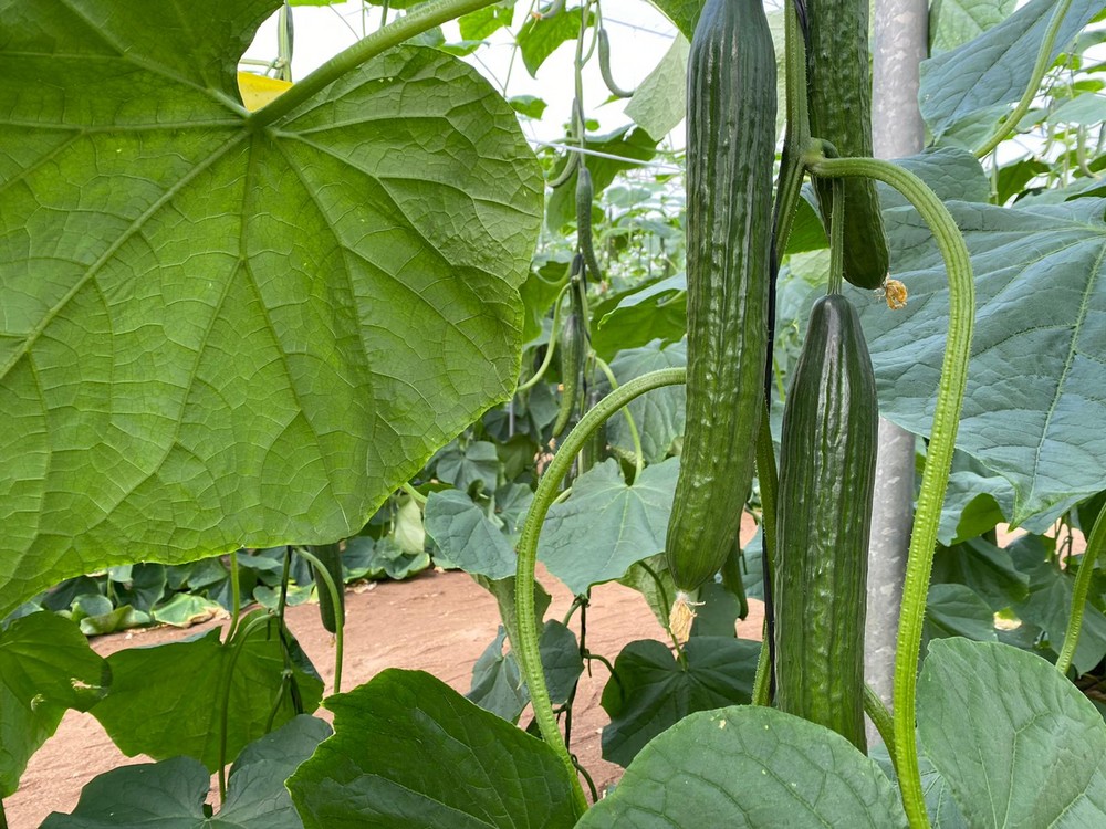Syngenta presenta Randall como su ‘pepino demoledor’ para cubrir con éxito todo el invierno en Almería