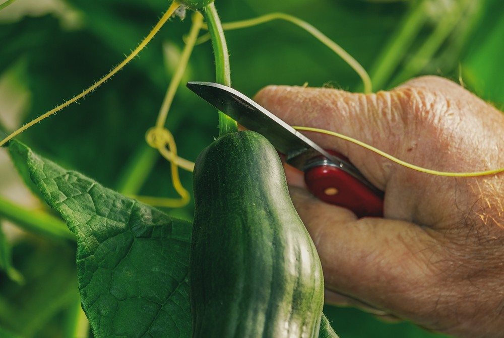 Las pizarras hortícolas de Almería encadenan una nueva bajada de precios