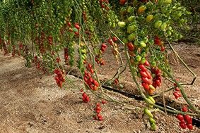 Coprohníjar afianza su liderato en la comercialización de tomate cherry