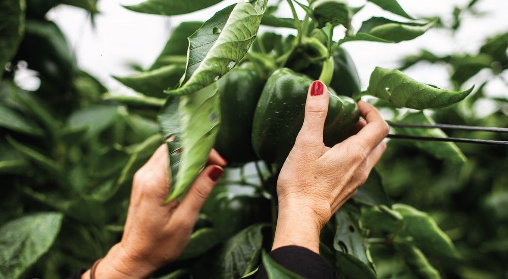 COITAAL recuerda que la mejor protección contra las heladas es el asesoramiento de un ingeniero agrícola