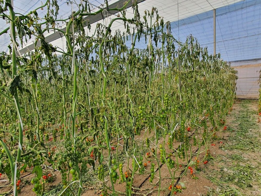 El frío intenso amenaza con desabastecer los mercados de frutas y hortalizas ante la falta de kilos en todos los productos