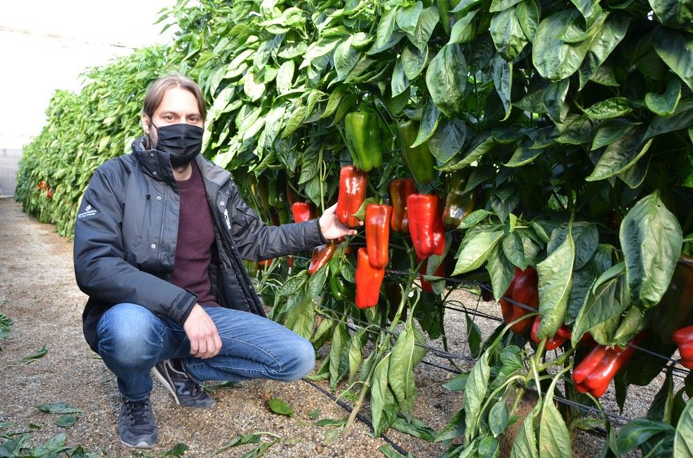 Zeraim inaugura su catálogo de pimiento lamuyo con Cartavio y Vortex