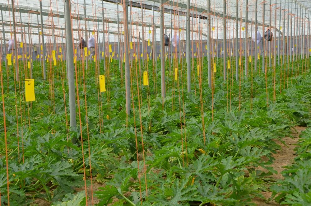 La consejera de Agricultura recuerda la importancia de tener suscrito un seguro agrario ante contingencias meteorológicas