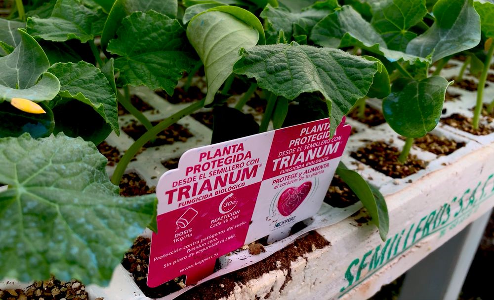 Koppert recomienda TRIANUM® para proteger y fortalecer los trasplantes de primavera