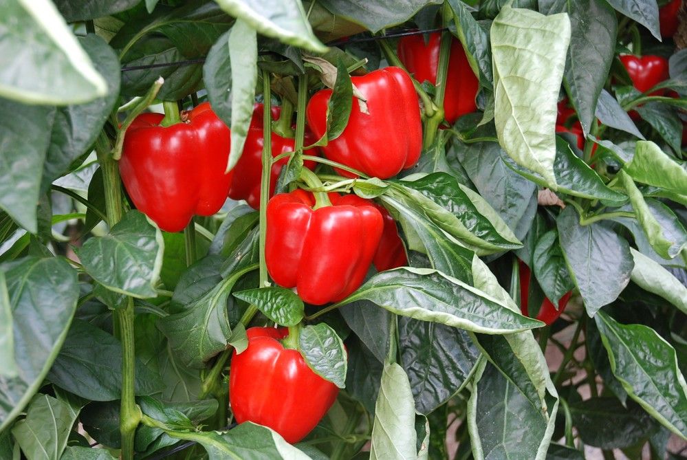 Grupo Agroponiente amplía su superficie de cultivo ecológico y prevé ampliar su volumen este año, con nuevos productos y zonas de producción