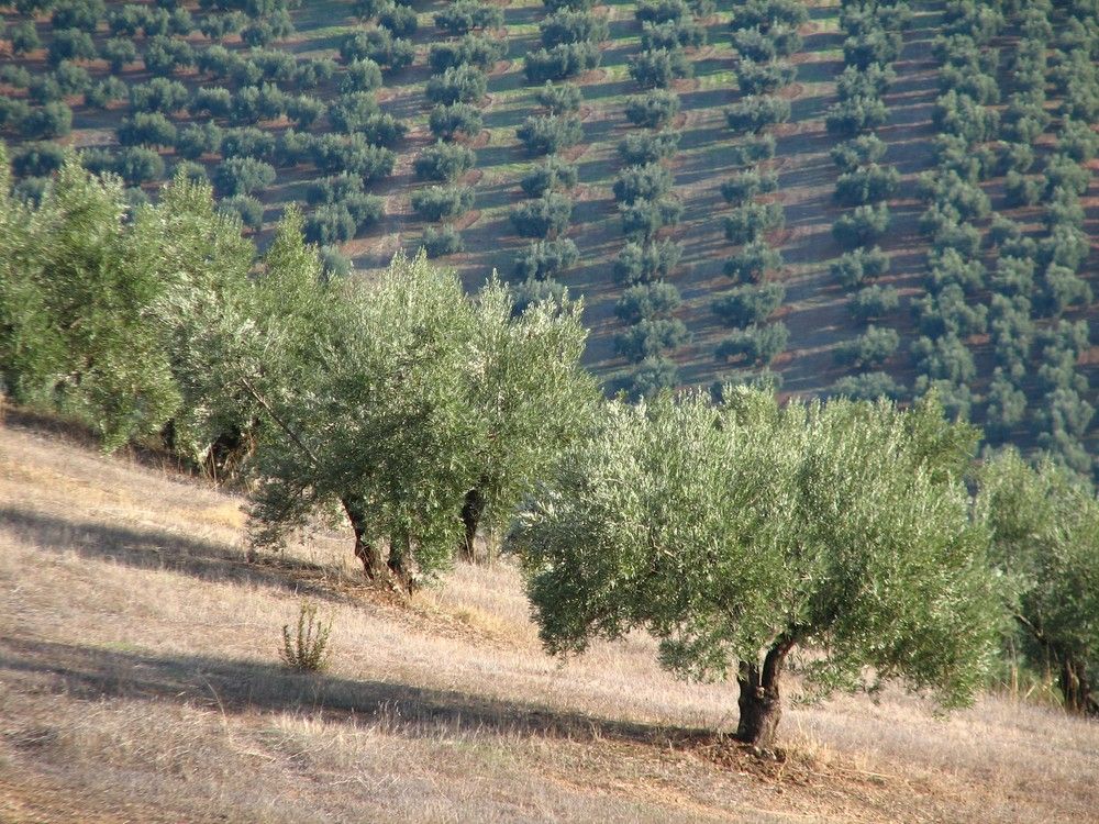 La Junta gestionará en 2021 más de 103 millones en ayudas dirigidas a potenciar la sostenibilidad y a conservar la biodiversidad