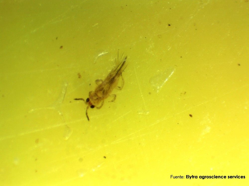 El estudio de biodiversidad del proyecto FruitCare ayuda a detectar una nueva plaga de trips en Huelva