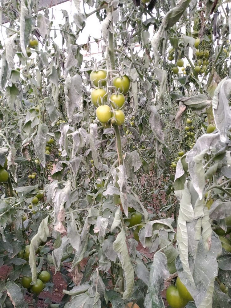 ASAJA recuerda que el seguro agrario cubre los daños por heladas