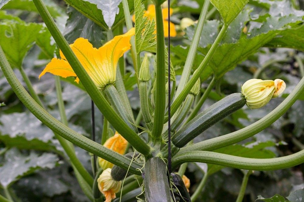 El pepino y el calabacín se desploman a cotizaciones de menos de euro por kilo en la última semana