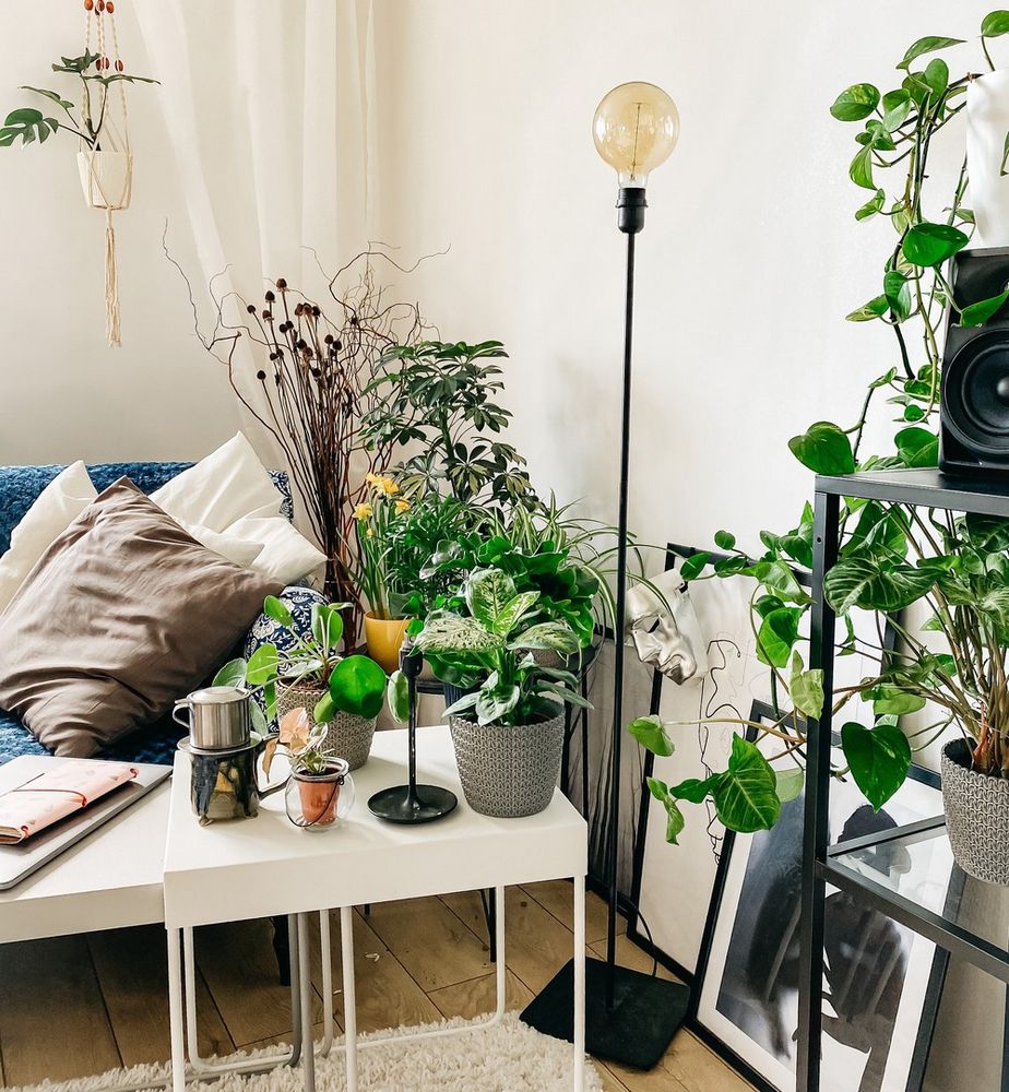 El sector de planta ornamental celebra que plantas y flores sean consideradas esenciales