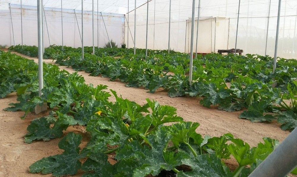 Atlántica Agrícola presenta Atlanticell®, una solución de vida para los cultivos