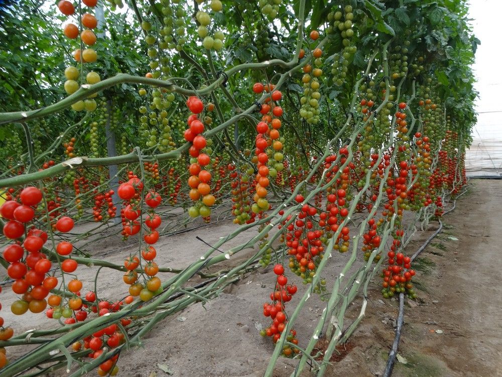 Coprohníjar comercializa cada campaña 32 millones de kilos de tomate
