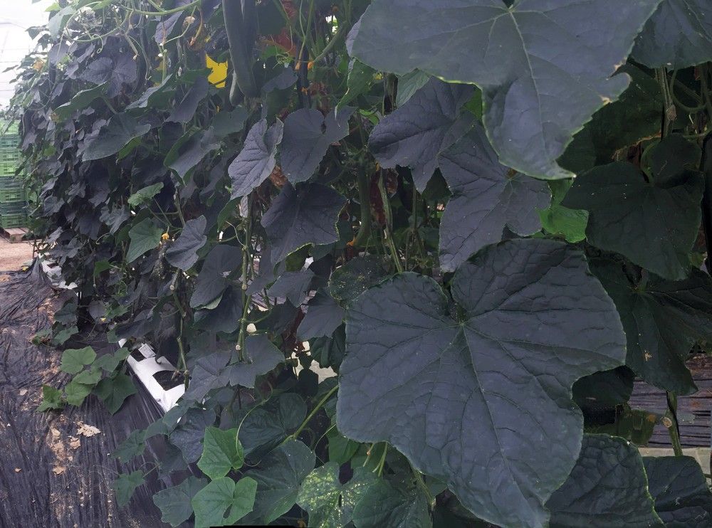 Blueleaf: elevada potencia radicular para vencer al invierno más duro