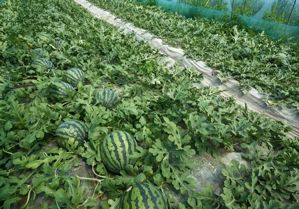 ASAJA señala que la campaña de primavera se retrasará 15-20 días este año