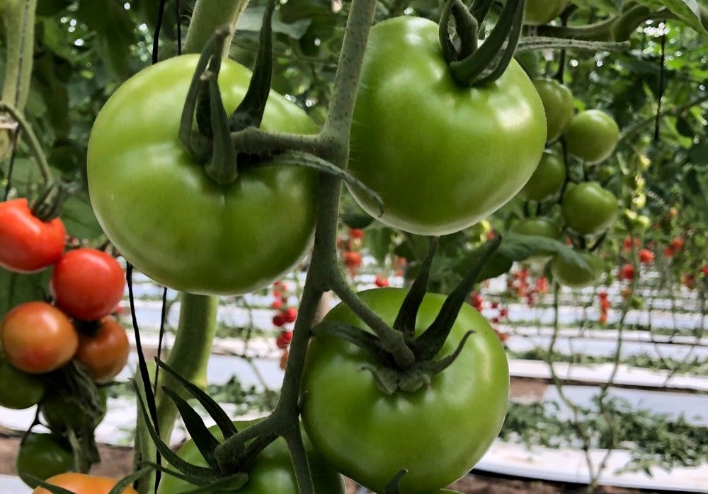 Fontelis® de Corteva Agriscience, la gran opción ante enfermedades fúngicas