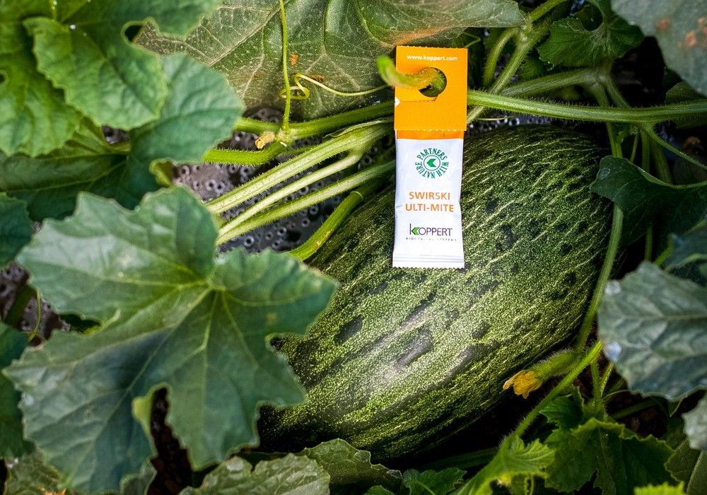 Koppert recomienda hacer control biológico en primavera para romper el ciclo de vida de las plagas