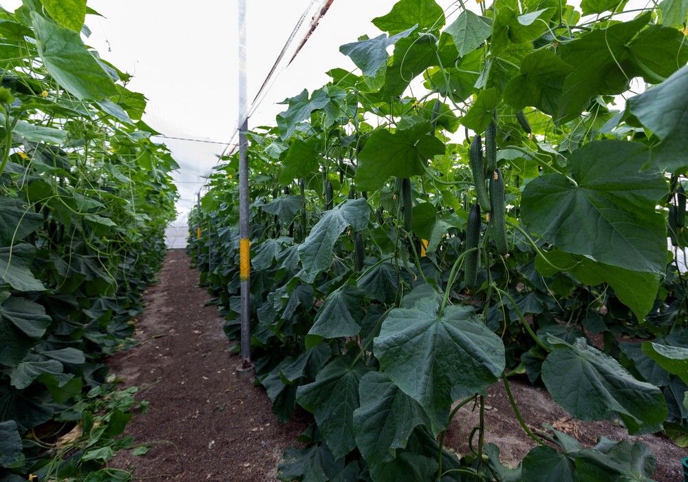 Abeto, con genética SmartQ, es la variedad de pepino holandés más eficaz contra el virus CGMMV