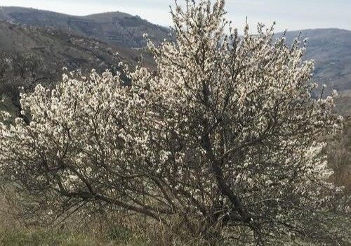 Nueva sentencia condenatoria por la explotación ilegal de una variedad vegetal protegida de almendro