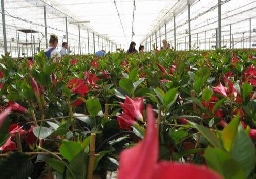 La consejera de Agricultura afirma que la Junta está atendiendo a “todos los sectores” agroalimentarios afectados por el Covid-19
