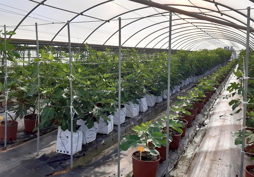 Projar recibe el sello PYME Innovadora por su constante apuesta en I+D+i