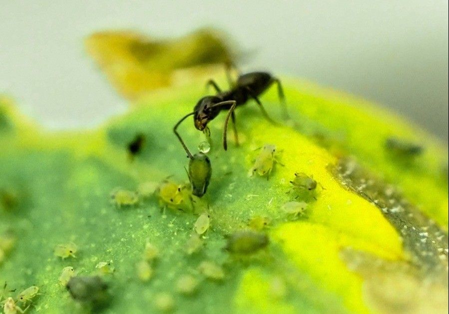 De razas mejoradas a la inducción de defensas de las plantas: nuevas herramientas de gestión sostenible en el cultivo del pimiento