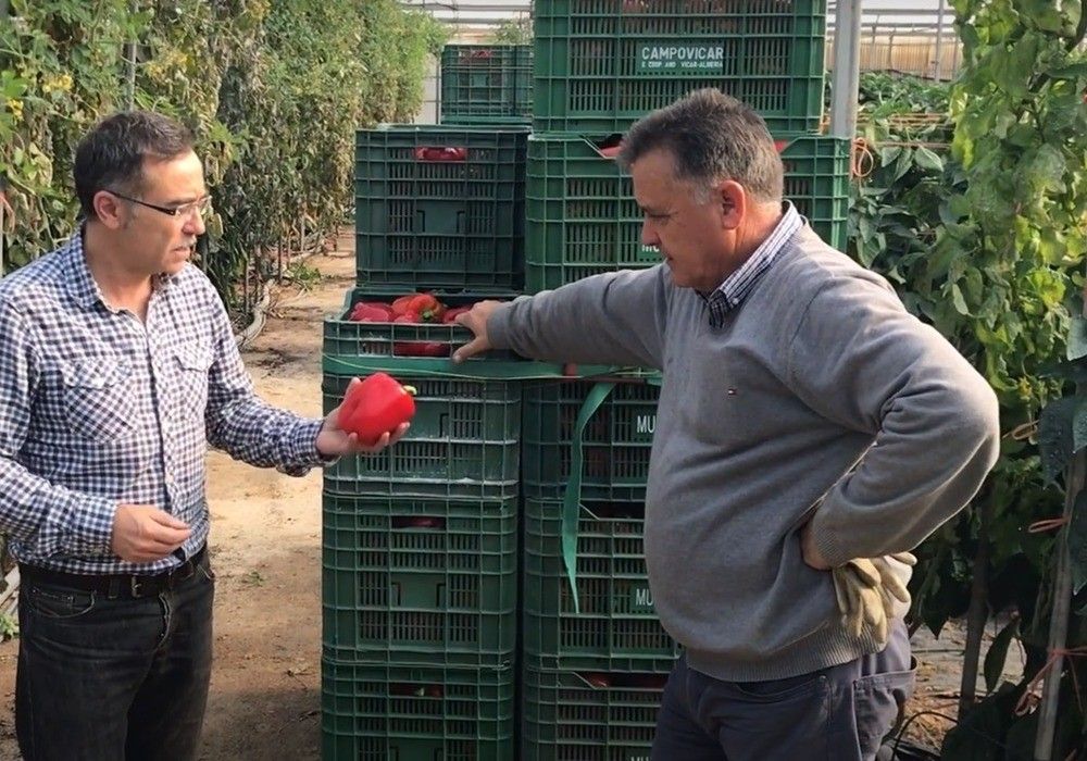 Ecoculture adelanta y mejora la coloración y el brillo en cultivos de pimiento california