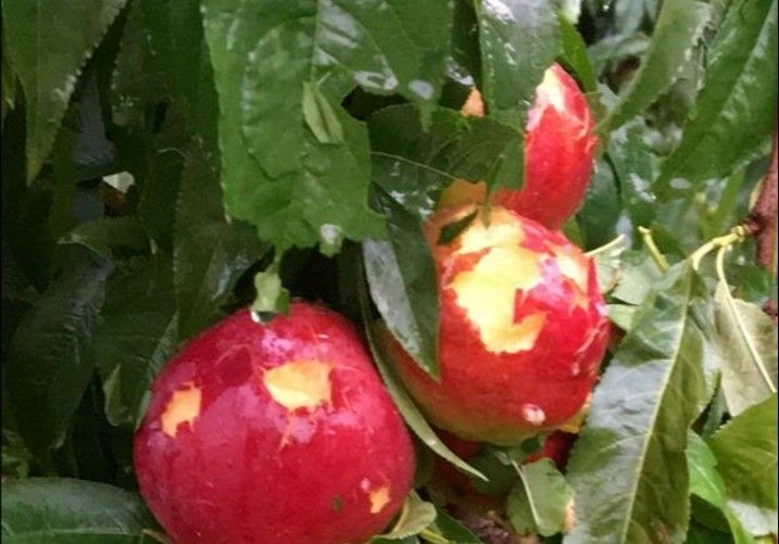 La siniestralidad del seguro agrario se situó en 632,9 millones de euros en 2020