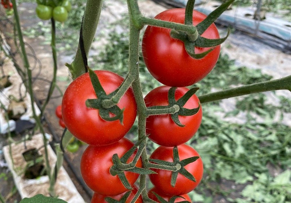 TomaTech cuenta con variedades con resistencia intermedia (IR) al virus rugoso del tomate (ToBRFV)
