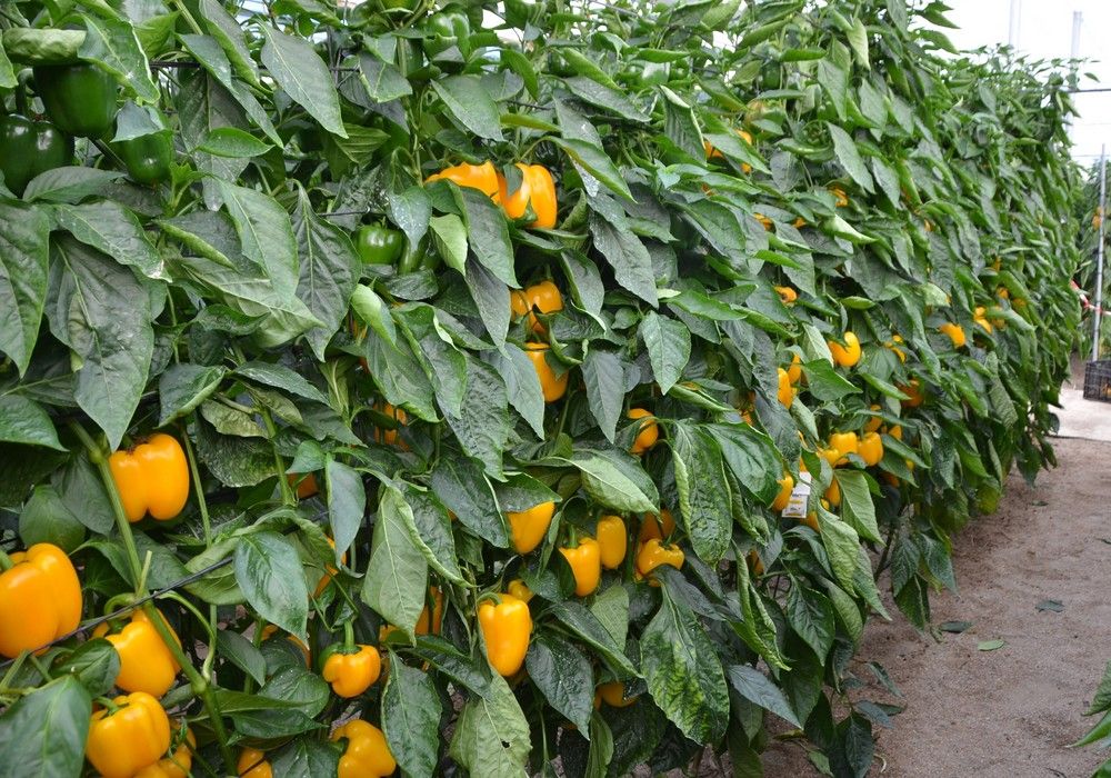 Martinica es la nueva incorporación de pimiento California amarillo de Semillas Fitó