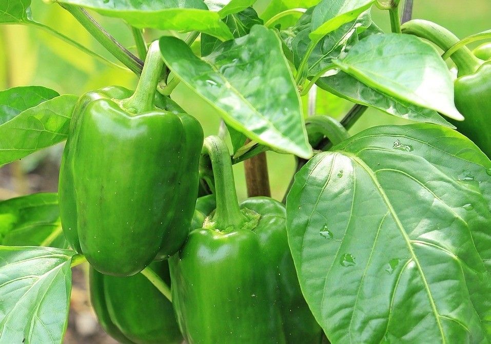 El pimiento sube su precio sobre todos los cultivos esta semana