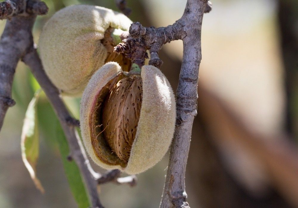 El Ministerio de Agricultura, Pesca y Alimentación asigna los nuevos derechos de la Reserva Nacional de Pago Básico solicitados en 2020