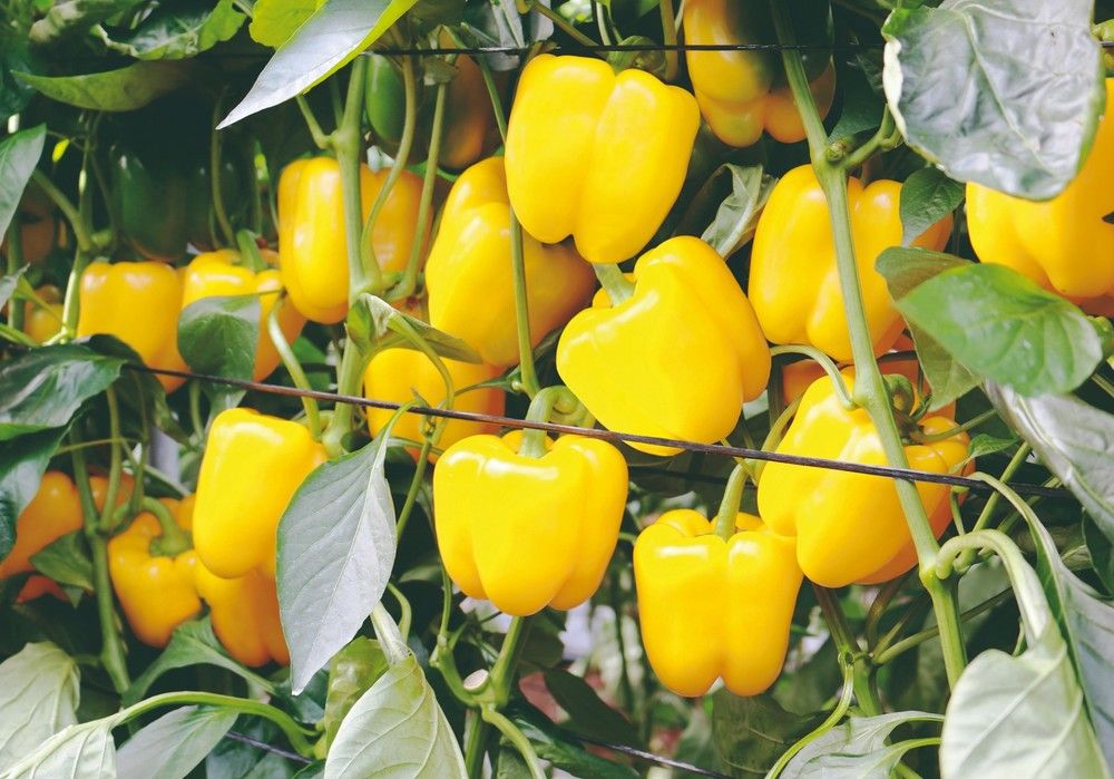 Meridiem Seeds demuestra su solidez en pimiento con variedades como el California Coronado y el lamuyo Esopo