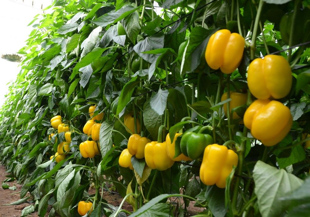 Herogra Especiales ayuda a descifrar las claves del cultivo de pimiento