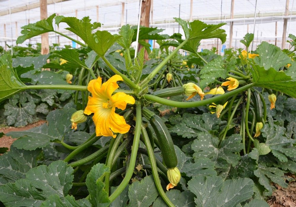 Homero, el nuevo calabacín de Syngenta para invierno con vigor y alta producción