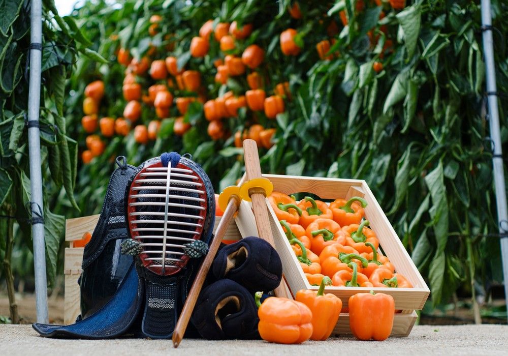 Syngenta presenta su nuevo catálogo de pimiento con una gama completa en ciclos y colores