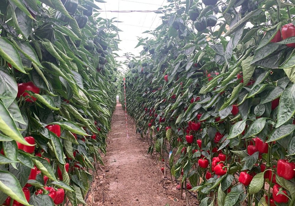 Argenta Seeds muestra en unas jornadas su pimiento California rojo Torrente F1