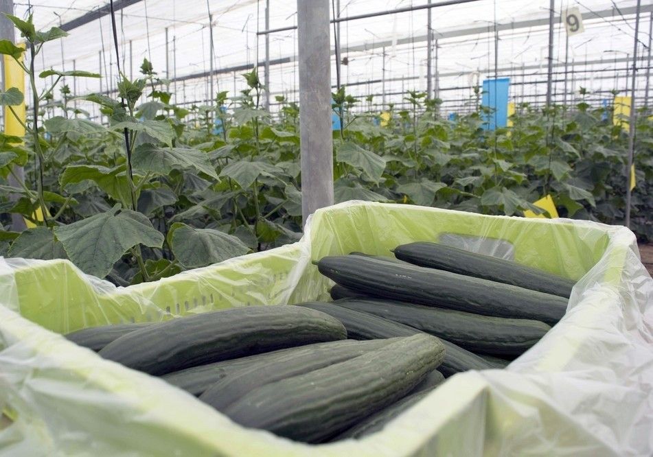 El pepino y el calabacín, cara y cruz en precios esta semana