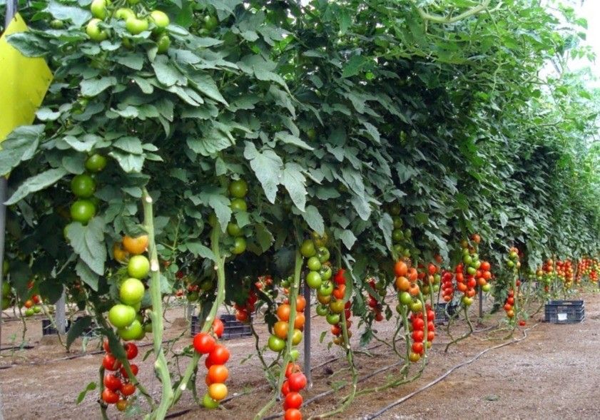 Agricultura forma a más de 500 profesionales para la tramitación de la Solicitud Única de las ayudas de la PAC