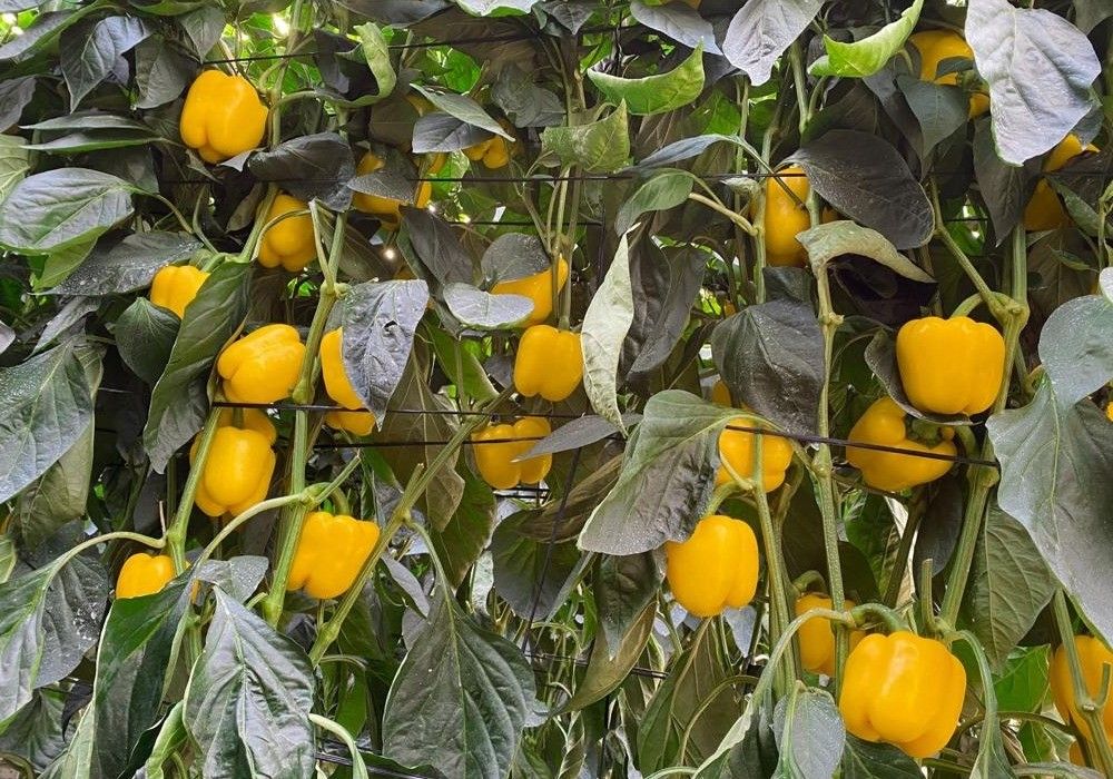 Zeraim presenta su nuevo pimiento California Barrera y abre mercado con los lamuyos Cartavio y Vortex