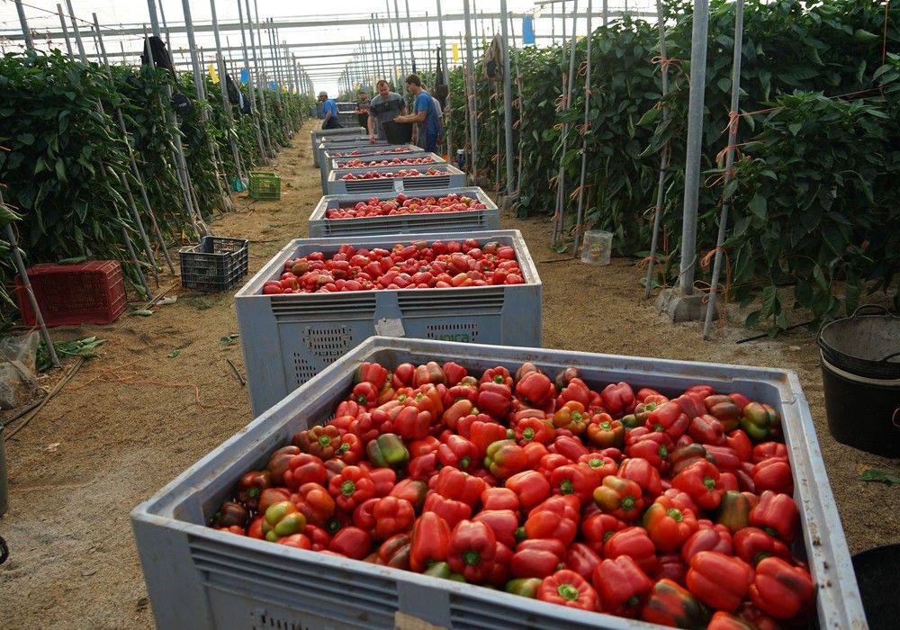 Claque RZ, garantía en temprano con buena calidad de fruta en invierno y primavera