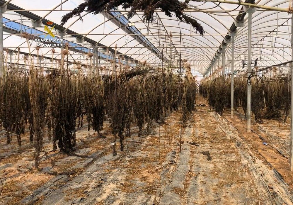 La Guardia Civil interviene 6000 plantas de cannabis y 220 kgs de cogollos en una plantación de cañamo