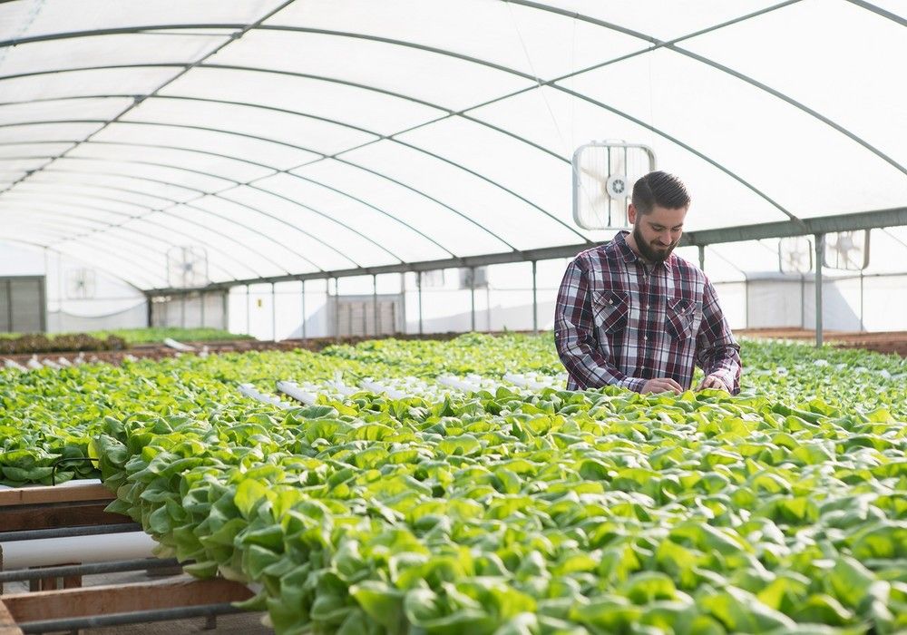 BASF refuerza la inversión en innovaciones para una agricultura sostenible