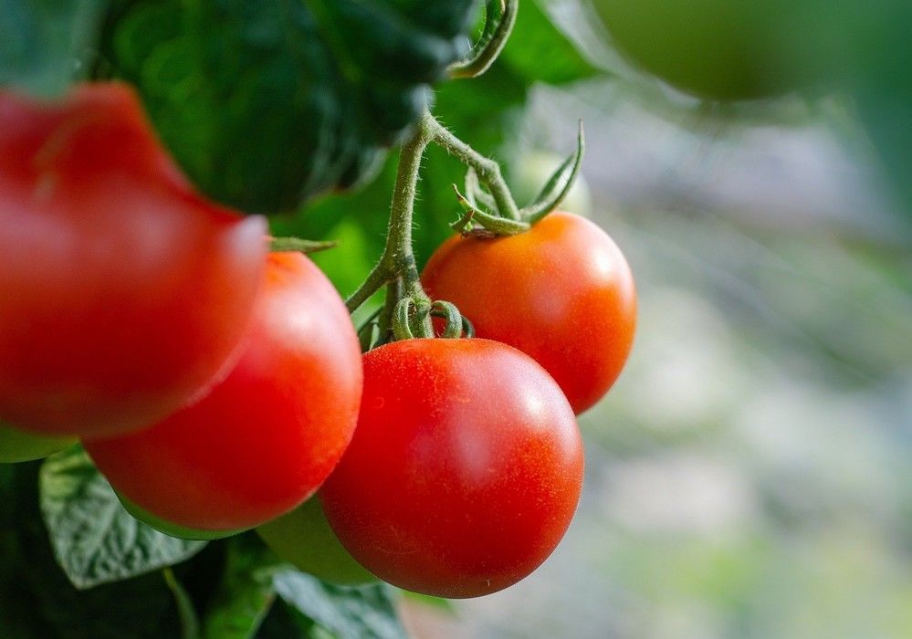 La Unión Europea importó un 9% más de frutas y hortalizas marroquíes en 2020