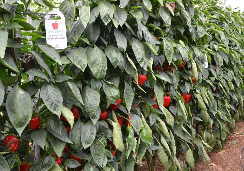 El pimiento California Melchor sigue siendo el rey del campo en su 18 aniversario