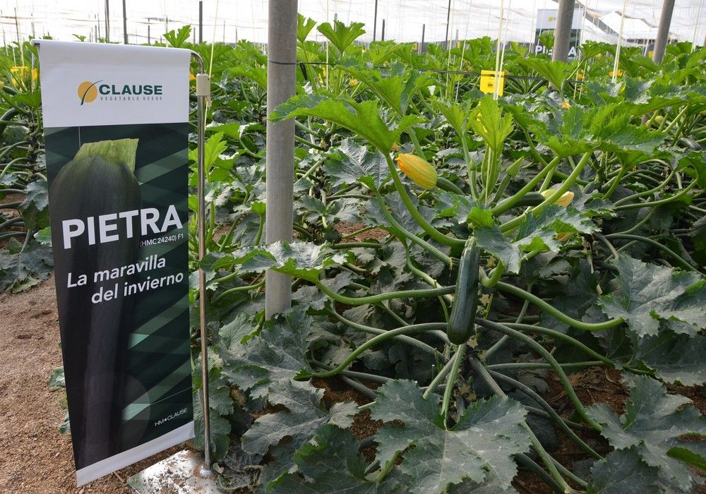 HM.CLAUSE pone en el mercado Pietra, un calabacín de invierno con resistencia a oídio y excelente postcosecha