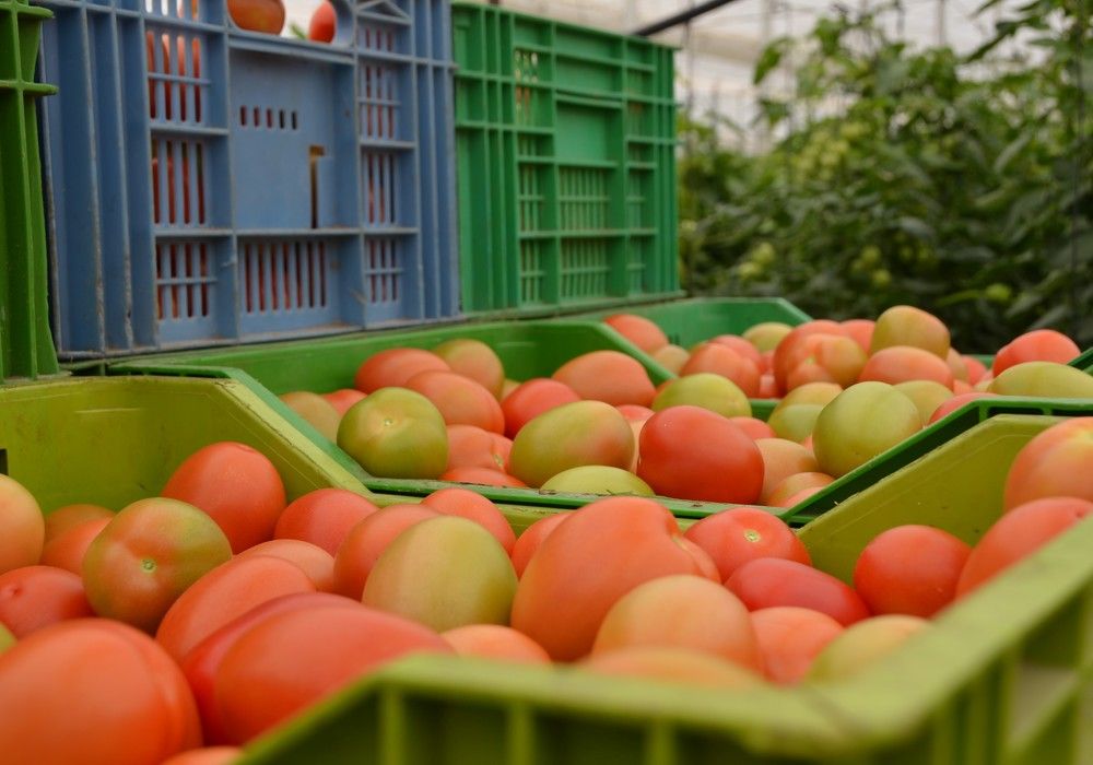 Tomate y calabacín mejoran su precio en la semana 11 del año
