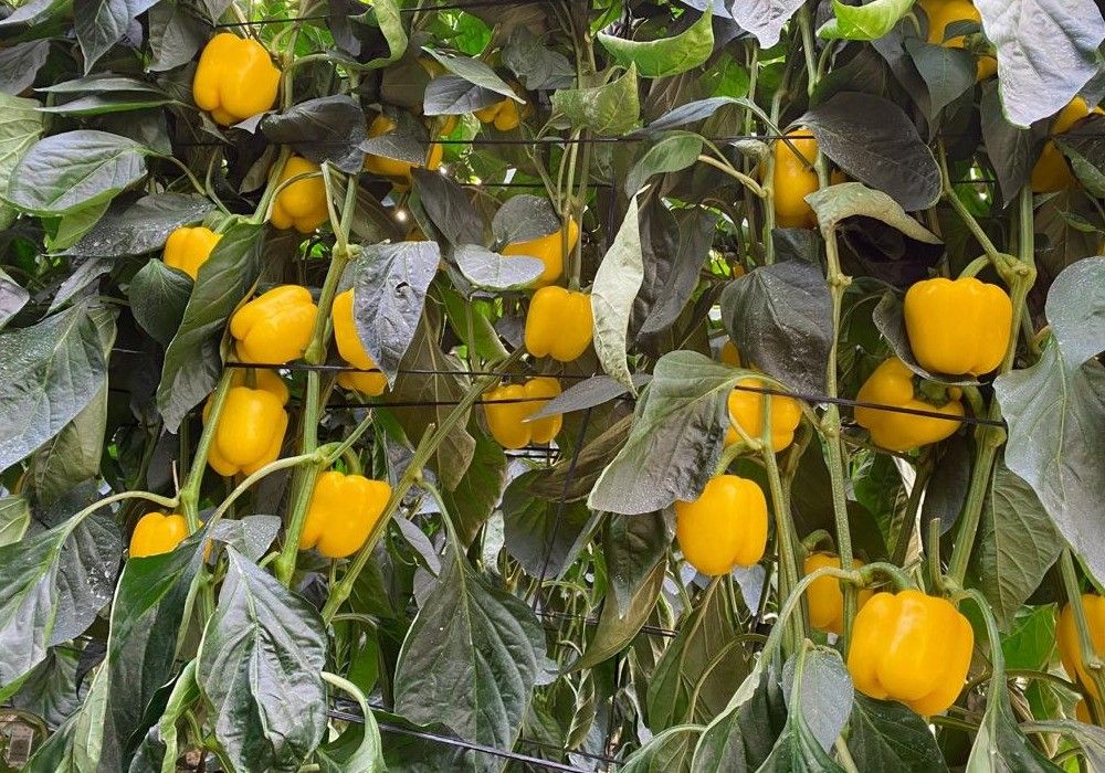 La reducción de la oferta de tomate y pimiento favorece la subida de las cotizaciones en origen
